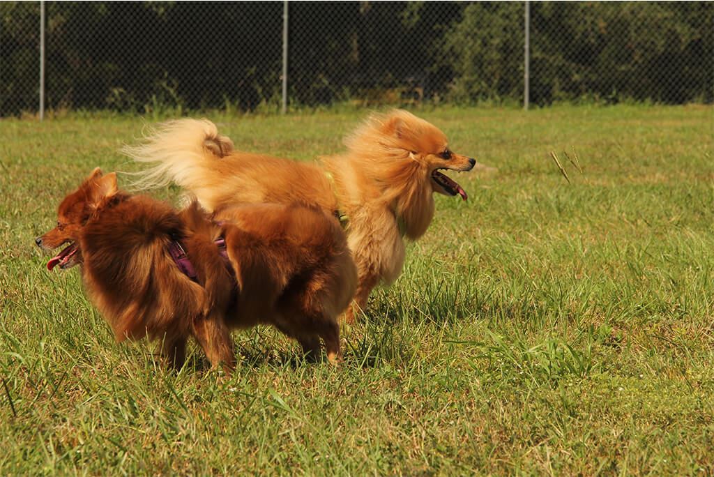 Dogs at Lady Lake Dog Park